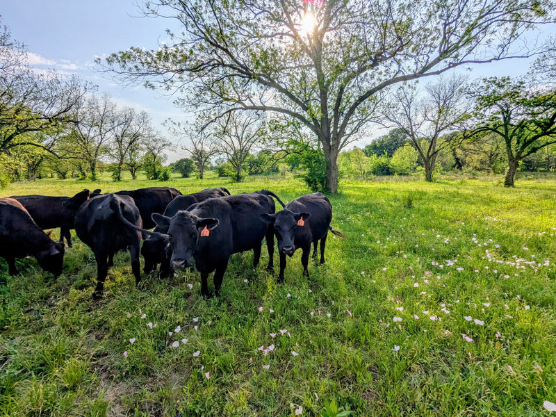 Cows grazing in a grassy field with trees and flowers on a sunny day